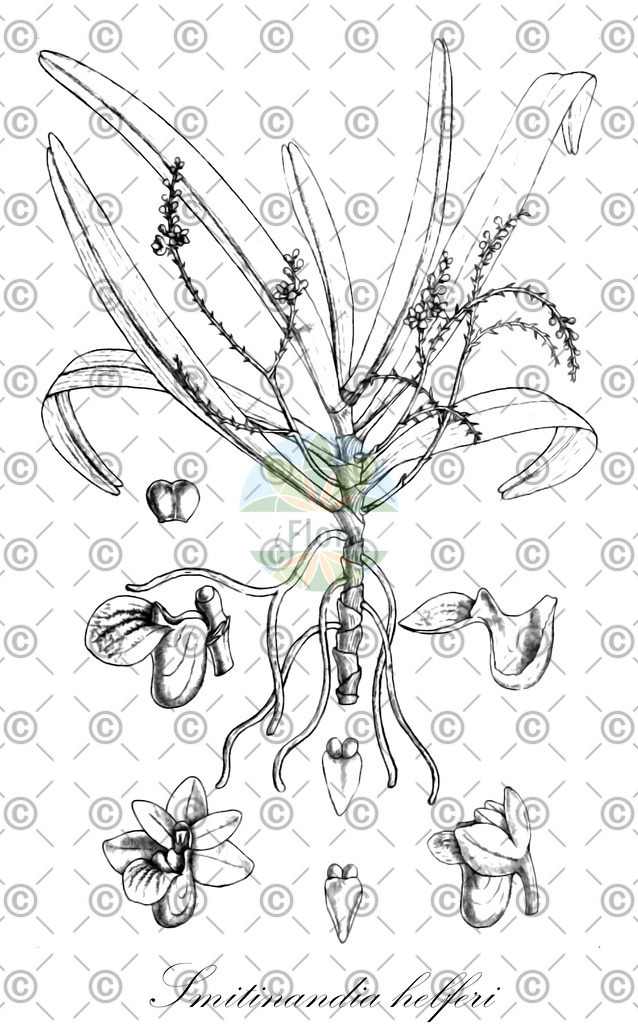HistAbb_5660_1_FLORAD_SIMPLE | Historische Abbildung von Smitinandia helferi - Orchidaceae | Historical Illustration of Smitinandia helferi - Orchidaceae