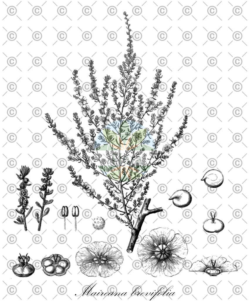 HistAbb_wfo-0001135067_1_ENZY_Simple | Historische Abbildung von Maireana brevifolia - Amaranthaceae | Historical Illustration of Maireana brevifolia - Amaranthaceae