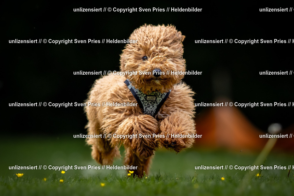 Sven Pries | 2026-05-14 - Hunderennen KA Durlach Vatertag 2026 - Realisiert mit Pictrs.com