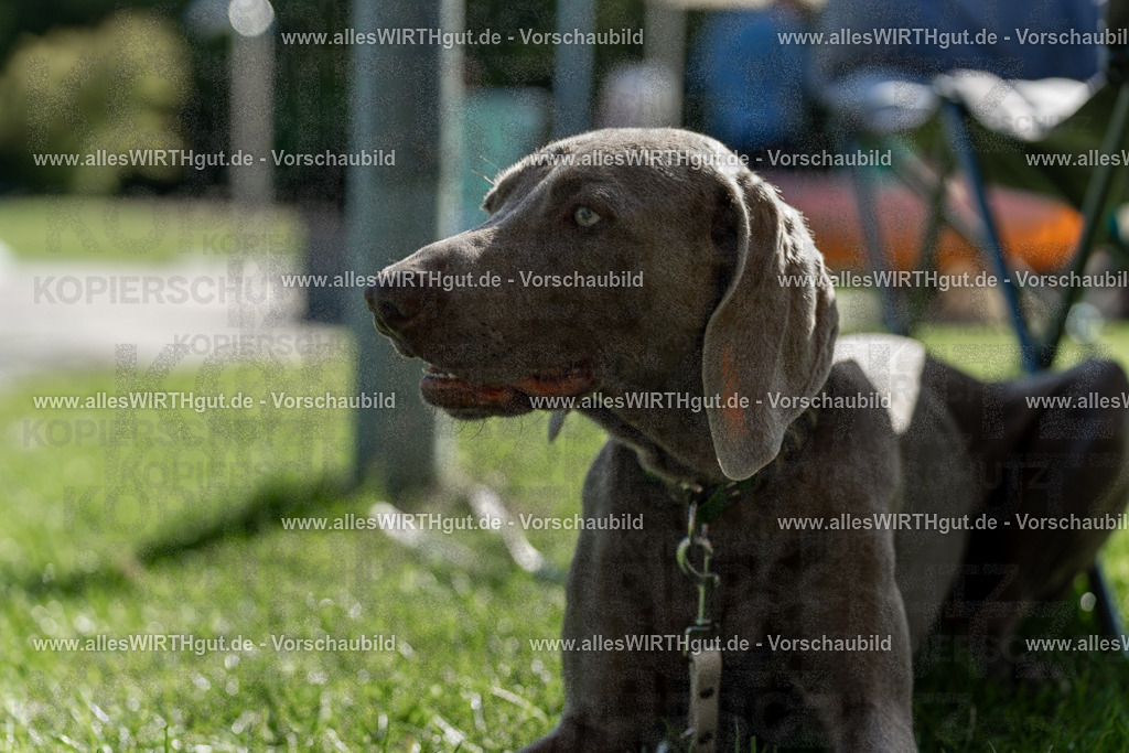 Hundeschwimmen_Volksbad_2026-allesWIRTHgut_Tierfotografie-2609061107-101702-7R509370 | Professionelle Tierfotografie in Mönchengladbach von Daniel Wirth (allesWIRTHgut). Liebevolle & natürliche Bilder von Hunden & Katzen für unvergessliche Erinnerungen.