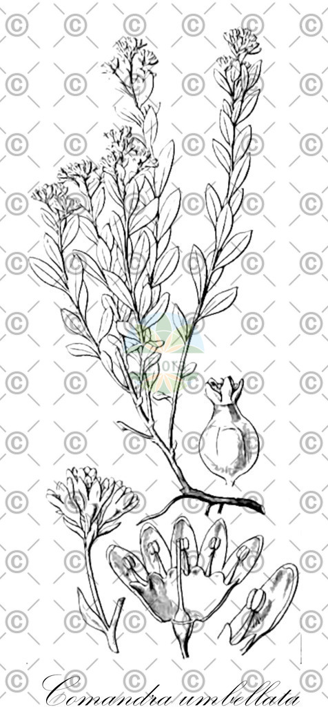 HistAbb_wfo-0000917054_1_ENZY_Simple | Historische Abbildung von Comandra umbellata - Santalaceae | Historical Illustration of Comandra umbellata - Santalaceae