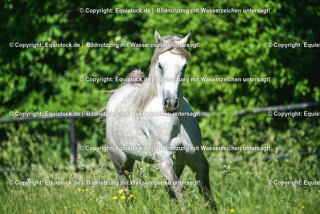 20210617_Araber_Marbach_Koppel_0103 | Foto: Thomas Hartig