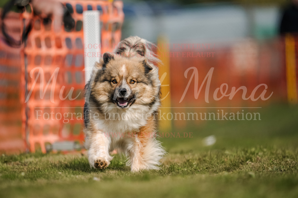 20250928_Hunderennen-451 | MuT (Mensch und Tier) mit Mona - Fotografie und Tierkommunikation - Realisiert mit Pictrs.com