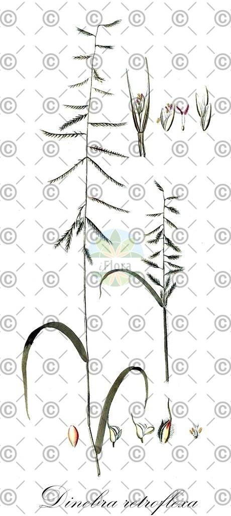 HistAbb_wfo-0000647957_1_ENZY_Simple | Historische Abbildung von Dinebra retroflexa - Poaceae | Historical Illustration of Dinebra retroflexa - Poaceae