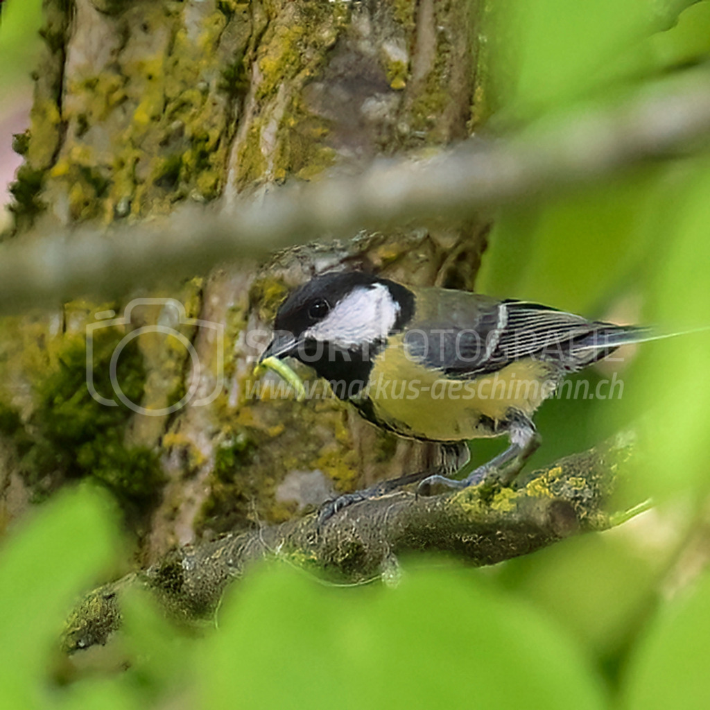 20240509_0930_AEM_nefti_3037-Bearbeitet | 09.05.2024 / , Neftenbach

Bild: Sportfotografie Markus Aeschimann | www.markus-aeschimann.ch - Realisiert mit Pictrs.com