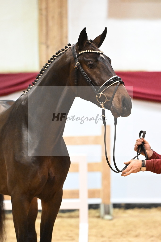 Kat-Nr. 18 Coeur de Bella Donna x Contendro I_Gestuet Greim_47241200 | hf-fotografie - Realizzato con Pictrs.com