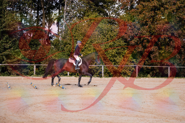 2026_10_03_Siefer-Hof_143956_Z81_10443121 | Professionelle Reitsport-, Turnier- und Eventfotografie von Robert Broda. Galerien mit ausgewählten und bearbeiteten Bildern direkt online ansehen und bestellen.