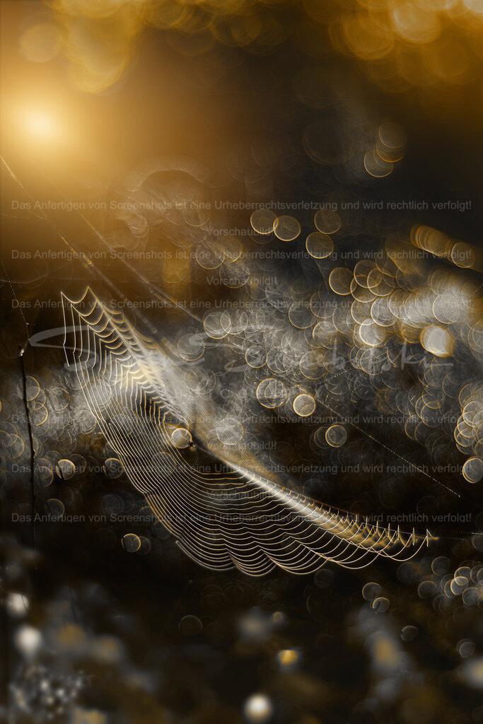 Guten Morgen | Ein perfektes spinnennetz am morgen vor einem magischen hintergrund mit bubble bokeh - Realisiert mit Pictrs.com