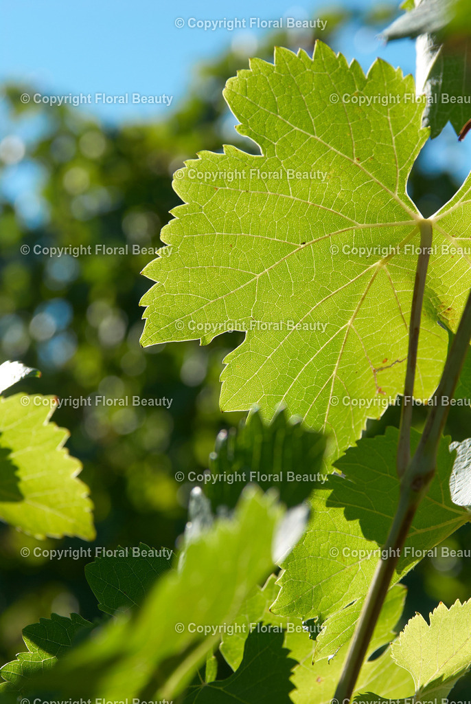 Weingut in Italien | Weinblatt vor blauem Himmel - Realisiert mit Pictrs.com