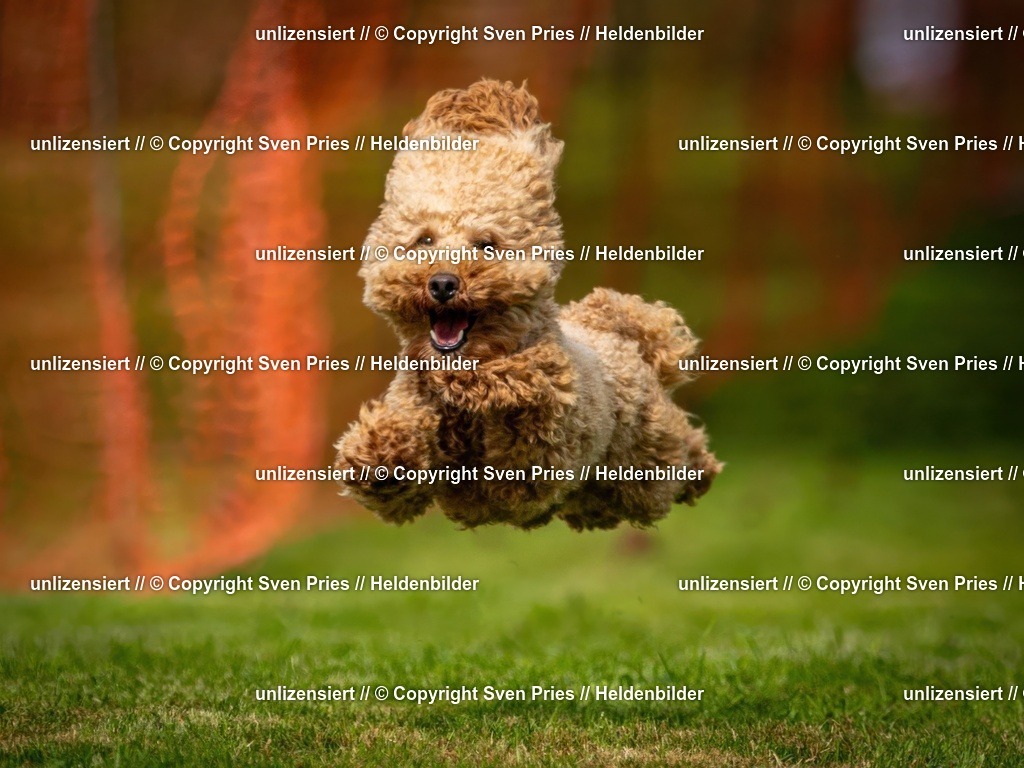 Sven Pries | 2024-09-22 - Hunderennen Baden-BadenPudelverein - Realisiert mit Pictrs.com