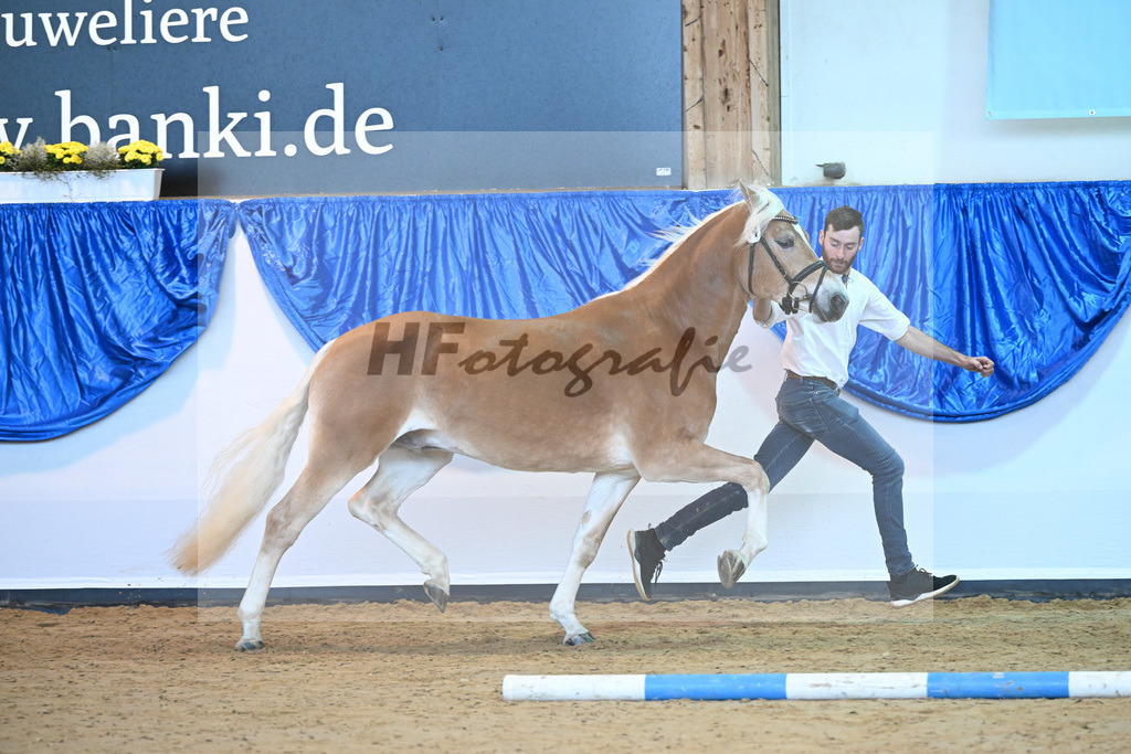 Kat-Nr. 14 Ariat v. Adonis_Dittrich_60220714 | hf-fotografie - Realisiert mit Pictrs.com