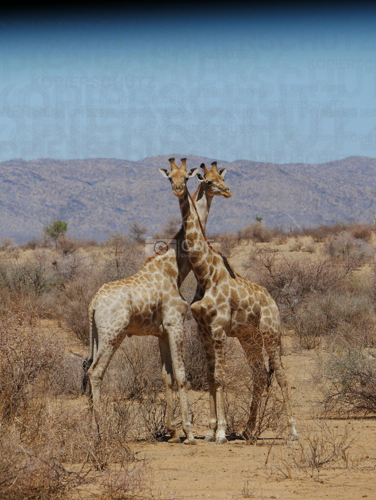 P1650143 | 2 Giraffen wie man sie selten sieht. Sie hatten bestimmt etwas zu bereden und standen deshalb so eng umschlungen beieinander. - Realisiert mit Pictrs.com
