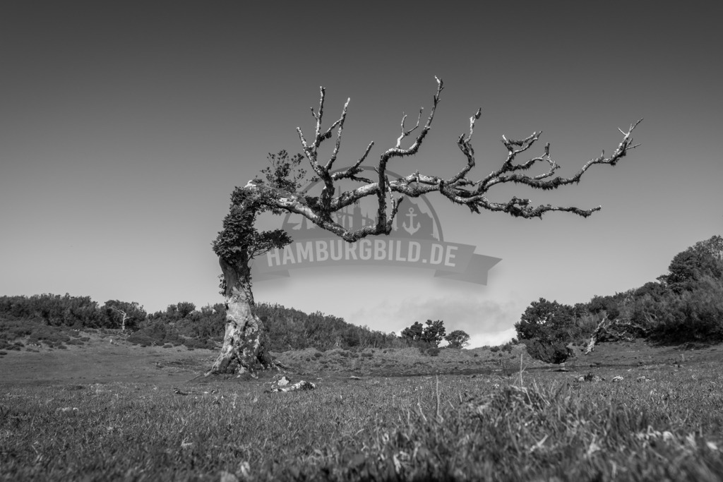 Schwarzweiss-Colorkey-Motive-by-stativkunst.de-011 | Exklusive Hamburg collagen, tolle Segelbilder und viele weitere tolle Motive auf Leinwand, Poster, Alu-Dibond, u.v.m. findet Ihr bei uns auf hamburgbild.de. Findet Euer Wandbild für Euer Zuhause, Büro oder die  Praxis…. - Realisiert mit Pictrs.com