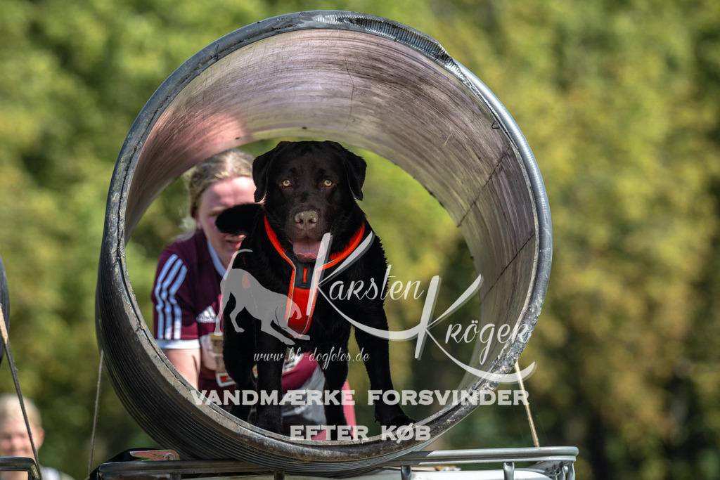 1305_ZZ91950 | kk-dogfotos