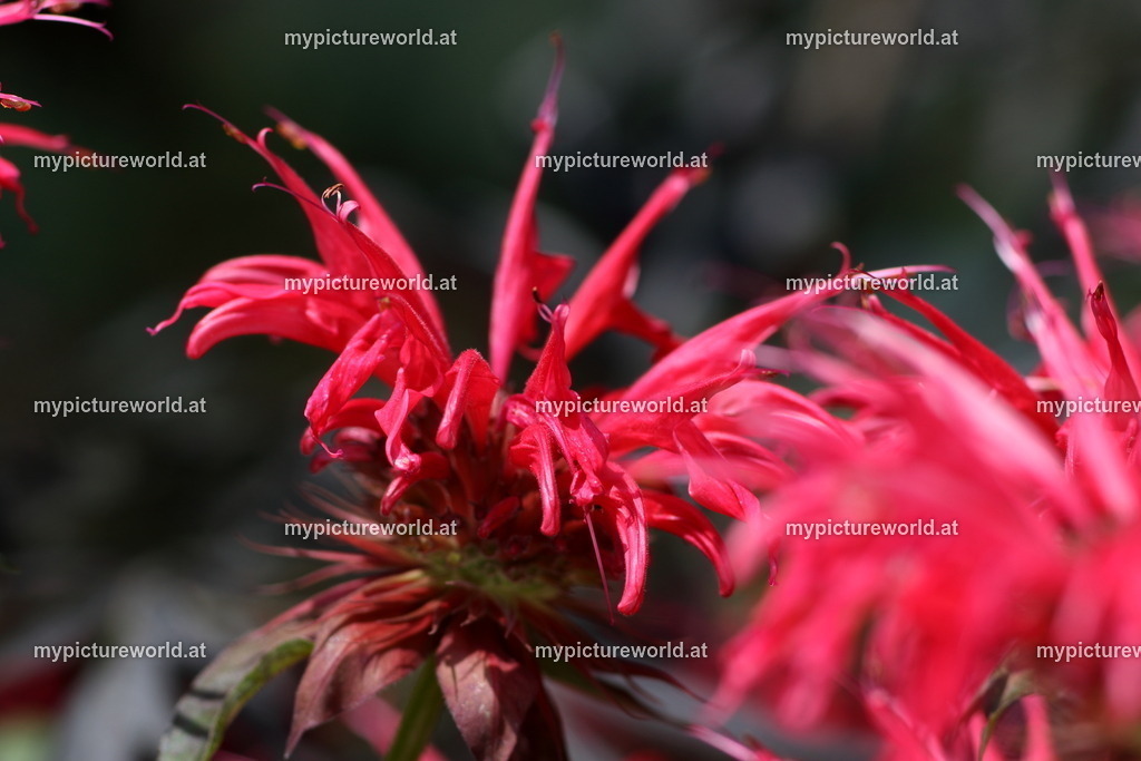 Goldmelisse-003 | Das Bilderarchiv über Tiere, Planzen und Landschaften. In der Bilddatenbank finden Sie ein große Auswahl an hochwertigen Bilder für Ihre Werbung - Realized with Pictrs.com