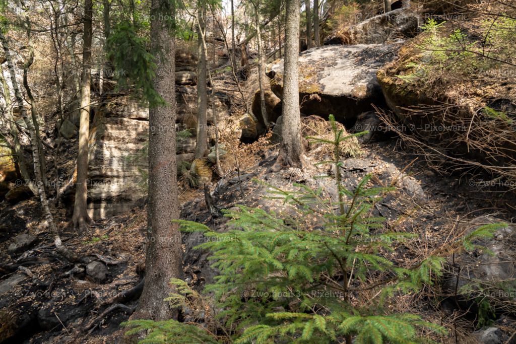 Obere_Affensteinpromenade_Felswand_Baumstamm_Waldbrand | 2022-09-02_Waldbrandgebiete_2 - Realisiert mit Pictrs.com