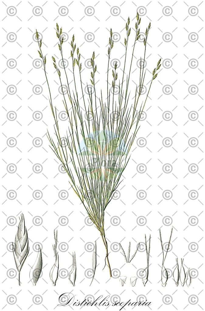 HistAbb_wfo-0001164797_1_ENZY_Simple | Historische Abbildung von Distichlis scoparia - Poaceae | Historical Illustration of Distichlis scoparia - Poaceae
