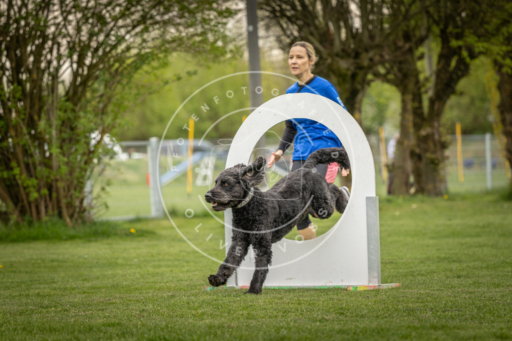 Pfotenfotografie_DV3A1443 | Hundefotografie, Tierfotograf, Pfotenfotografie, Fotoshooting Hund, Hunde Portrait, Hundesport, Hundeportraits, Heideshooting, Hunde, Sportfotograf, Hundefotograf, Turnierhundsport, THS,  - Realisiert mit Pictrs.com