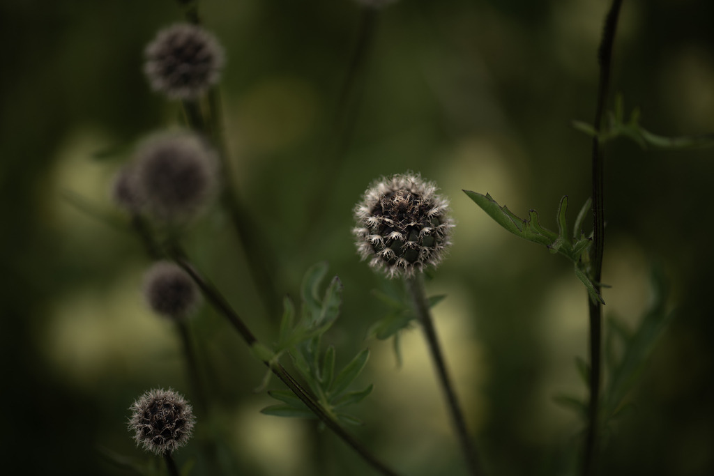 Acker-Witwenblume | Makroaufnahme mit Nikon ZF, AF-S Micro Nikkor 105mm f2.8