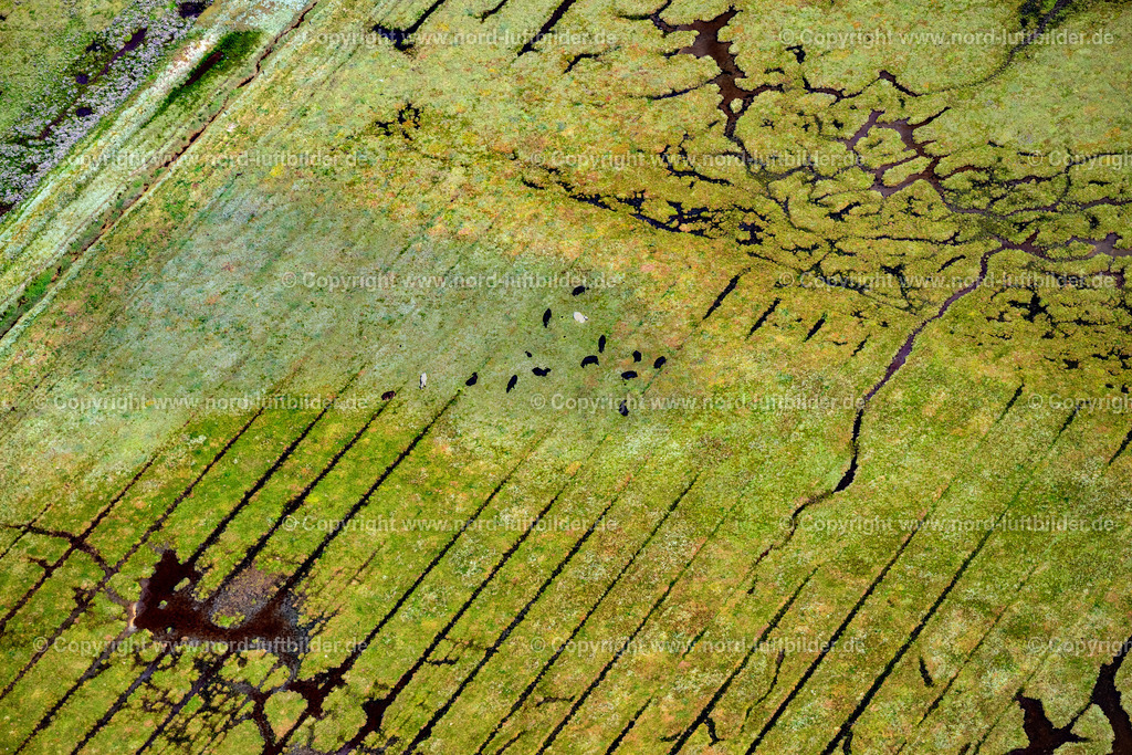 Sylt_Kampen_Rinder_Ostseite_Salzwiesen_ELS_4422130825 | KAMPEN (SYLT) 13.08.2025 Rinder auf den Salzwiesen in Kampen (Sylt) im Bundesland Schleswig-Holstein, Deutschland. // Cattle on the salt marshes in Kampen (Sylt) in the federal state of Schleswig-Holstein, Germany. Foto: Martin Elsen
