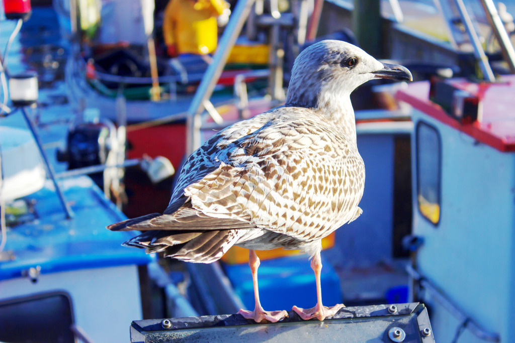 Wandbild: Möwe am Hafen | Dieses Wandbild im Querformat zeigt eine Möwe am Hafen. Im Vordergrund befindet sich die Möwe, die von der Sonne angeleuchtet wird. In der Unschärfe sind Fischerboote zu sehen.  - Realisiert mit Pictrs.com