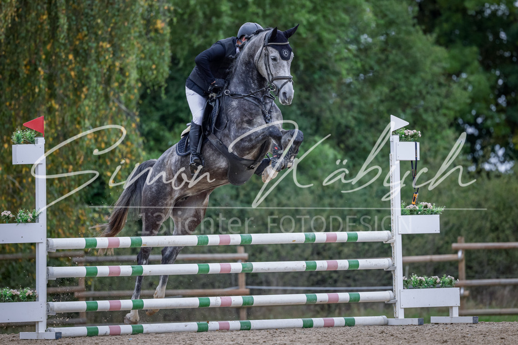 20251012-_3LI4091 | Tierfotografie Pferde, Hunde, Katzen, Haustiere.
Turnierfotografie Reitturniere, Reiten, Springreiten, Dressur in Hanau, dem Main-Kinzig-Kreis und dem Rhein-Main- Gebiet um Frankfurt