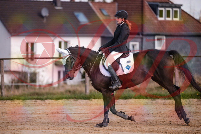 2026_10_03_Siefer-Hof_145929_Z81_41826259 | Professionelle Reitsport-, Turnier- und Eventfotografie von Robert Broda. Galerien mit ausgewählten und bearbeiteten Bildern direkt online ansehen und bestellen.