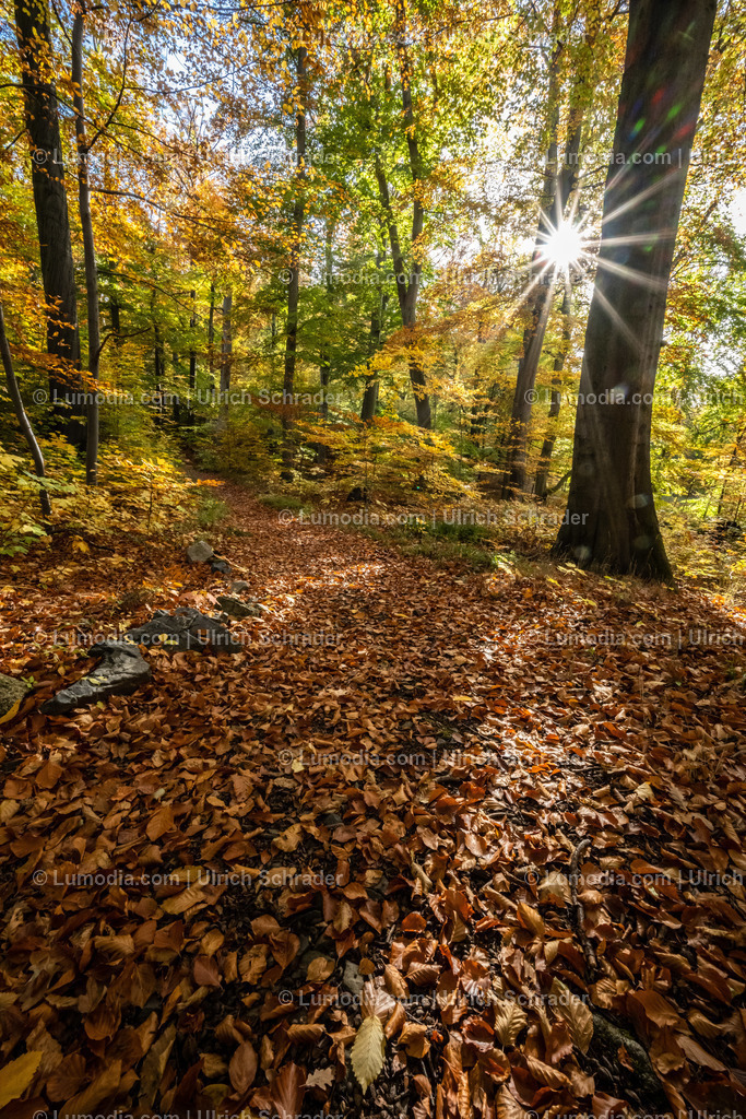 10049-12601 - Schloßpark Ilsenburg im Harz | Stockfoto und Bilderpool mit Bildmaterial aus Deutschland, dem Harz, Halberstadt, Quedlinburg, Wernigerode und weltweit. Qualitativ hochwertige und professionelle Fotos anschauen und kaufen. - Realisiert mit Pictrs.com