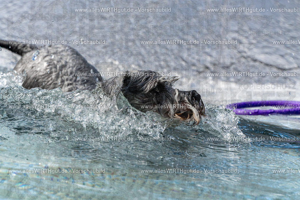 Hundeschwimmen_Volksbad_2026-allesWIRTHgut_Tierfotografie-2609061506-FAY07106 | Professionelle Tierfotografie in Mönchengladbach von Daniel Wirth (allesWIRTHgut). Liebevolle & natürliche Bilder von Hunden & Katzen für unvergessliche Erinnerungen.