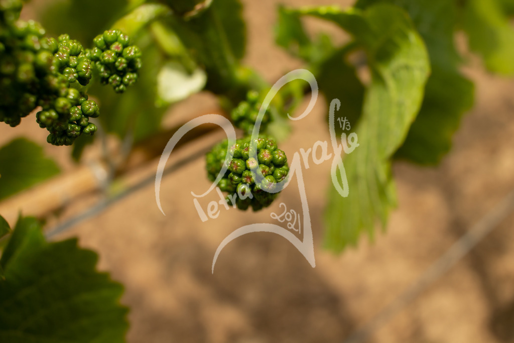 _MG_9092 | petragrafie - Realisiert mit Pictrs.com