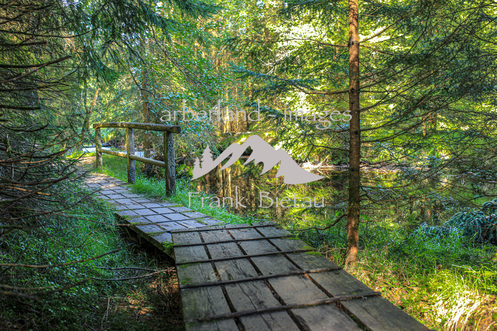 OE7A7686 | die Hochmoorlandschaft im Nationalpark ist großteils nur über Holzbohlenstege zu erkunden.
