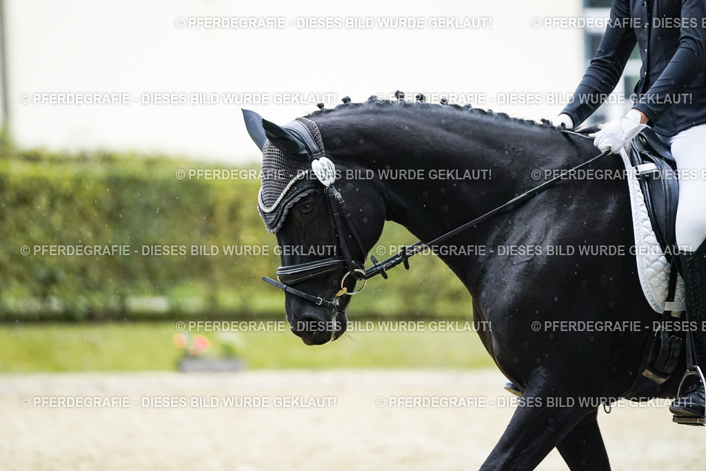 DSC00169 | Pferdegrafie