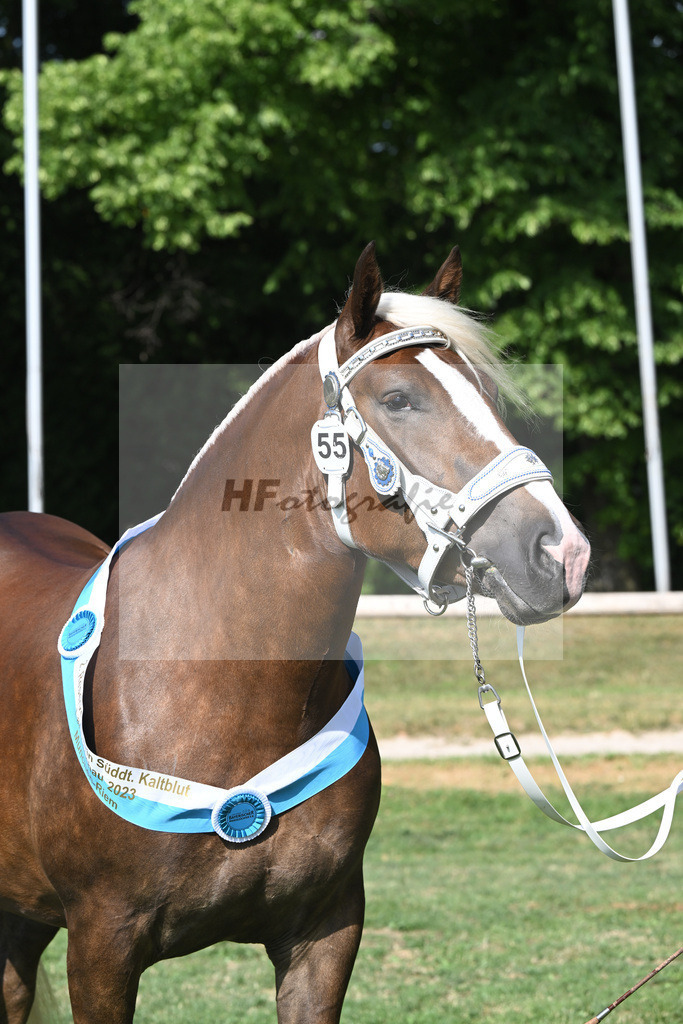 Kat-Nr. 55 Esmiralda_Gilg_20231678 | hf-fotografie - Realisiert mit Pictrs.com