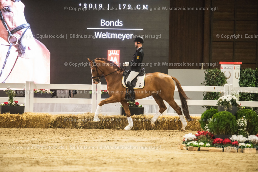 20240302_Hengstvorstellung_Marbach_TOMsPiC_0577 | equistock