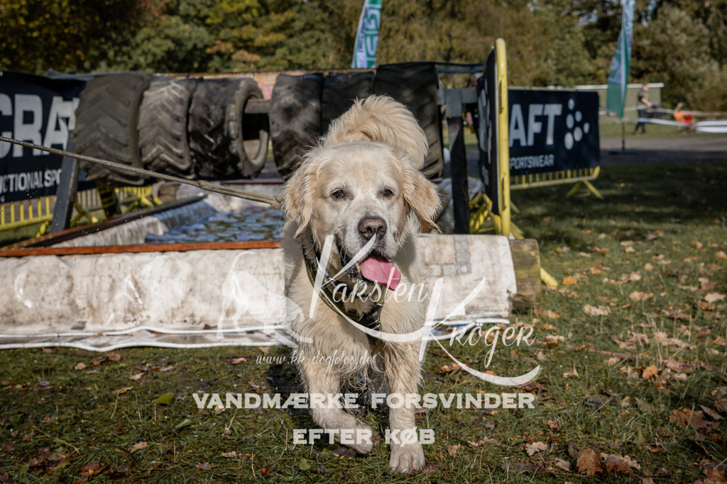 1301_ZZ91614 | kk-dogfotos