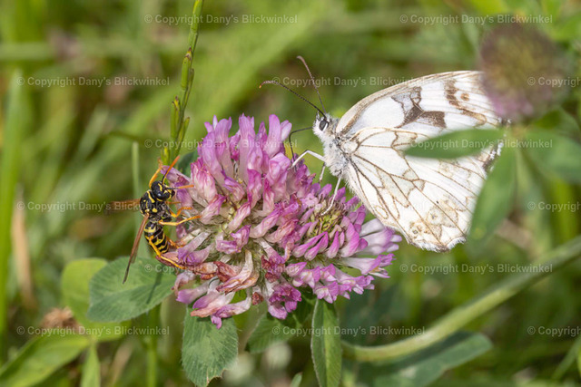 202127 | Tierfotografie, Tierkalender, Tierbilder, Insekten, Spinnen, Vögel, Schmetterling, Libellen, Leinwand, Colorkey, Qualität, Geschenkartikel, Geschenk - Realisiert mit Pictrs.com