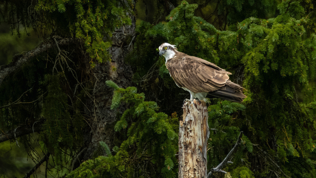 P1624659-LR | Natur im Moment - Realisiert mit Pictrs.com
