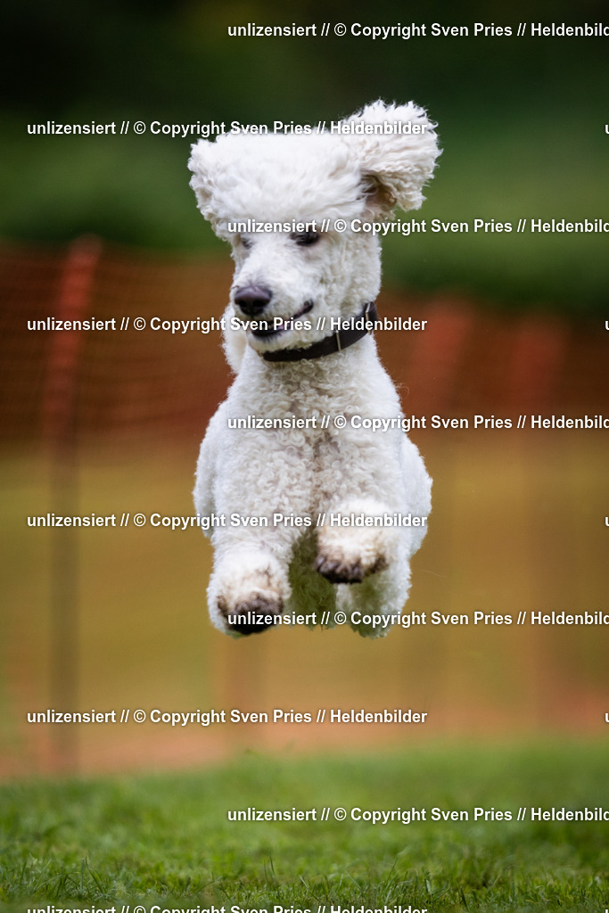 Sven Pries | 2024-04-21 - Hunderennen Baden-Oos
Foto: Sven Pries - Realisiert mit Pictrs.com