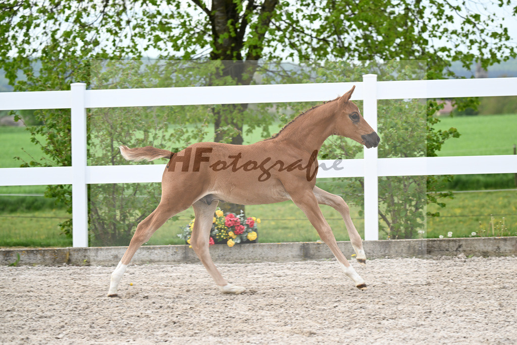 Kat-Nr. 2 HF Diamant de Semilly x Cascadello I_Eberhardt_23260027 | hf-fotografie - Realisiert mit Pictrs.com