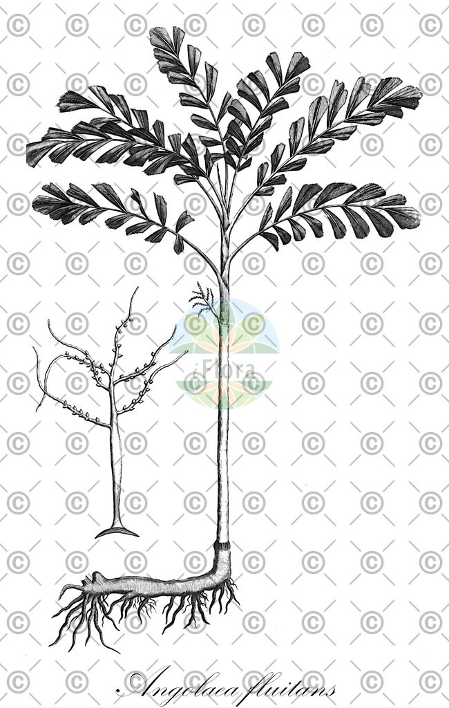 HistAbb_wfo-0000536542_469_ENZY_Simple | Historische Abbildung von Angolaea fluitans - Podostemaceae | Historical Illustration of Angolaea fluitans - Podostemaceae