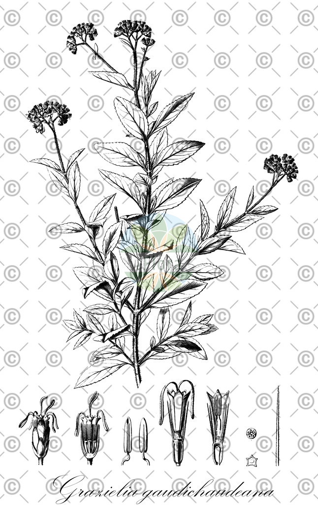 HistAbb_wfo-0000431236_1_ENZY_Simple | Historische Abbildung von Grazielia gaudichaudeana - Asteraceae | Historical Illustration of Grazielia gaudichaudeana - Asteraceae