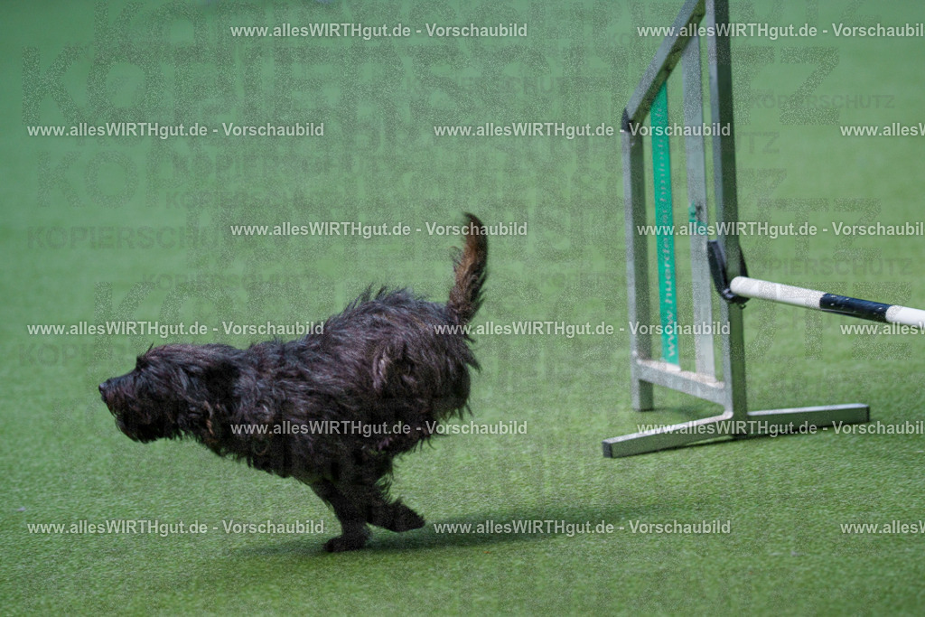 @allesWIRTHgut_Tierfotografie - www.allesWIRTHgut.de - 2604251304-7R503527 | Professionelle Tierfotografie in Mönchengladbach von Daniel Wirth (allesWIRTHgut). Liebevolle & natürliche Bilder von Hunden & Katzen für unvergessliche Erinnerungen.