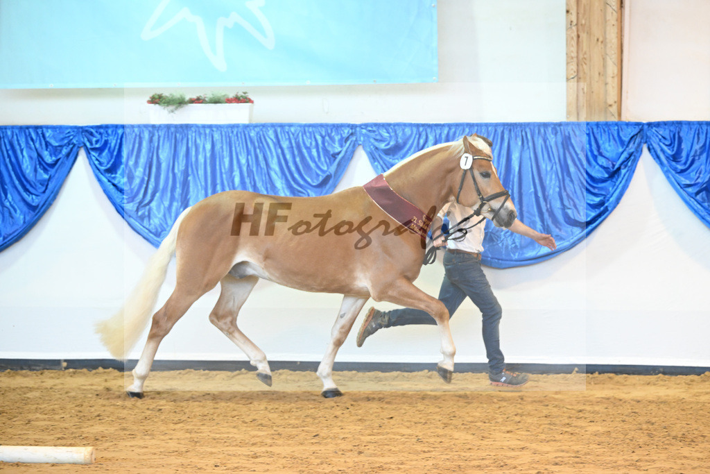 Kat-Nr. 7 Nachtprinz v. Nachtstolz_Schwarz_60221636 | hf-fotografie - Realisiert mit Pictrs.com