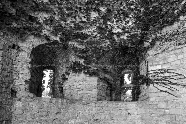 Fenster und Efeu | Straßenfotografie aus Triest