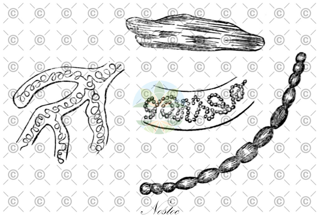 HistAbb_64XT_4_ENZY_Simple | Historische Abbildung von Nostoc - Nostocaceae (0) | Historical Illustration of Nostoc - Nostocaceae (0)