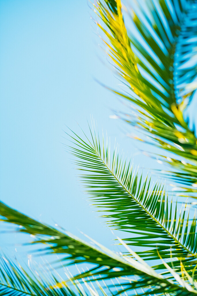 Palmenzweige | Online Shop für Christen: Christliche Poster XXL, Plakate, Wandbilder als Leinwand & christliche Postkarten, Kalender, Sticker & Lizenzen zum Download. Die Kunstwerke im christliche Geschenke Shop zeigen die Jahreslosung 2025, Gott, Jesus & mehr.