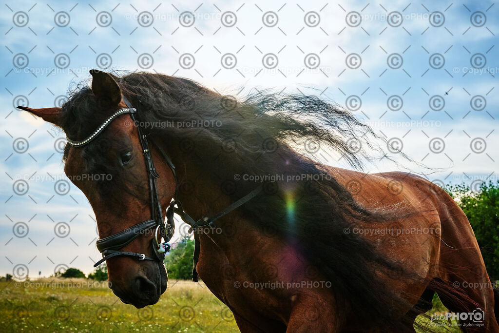 061_202406_Niki-Herodes_NZ9_9750 | proPHOTO - Realisiert mit Pictrs.com