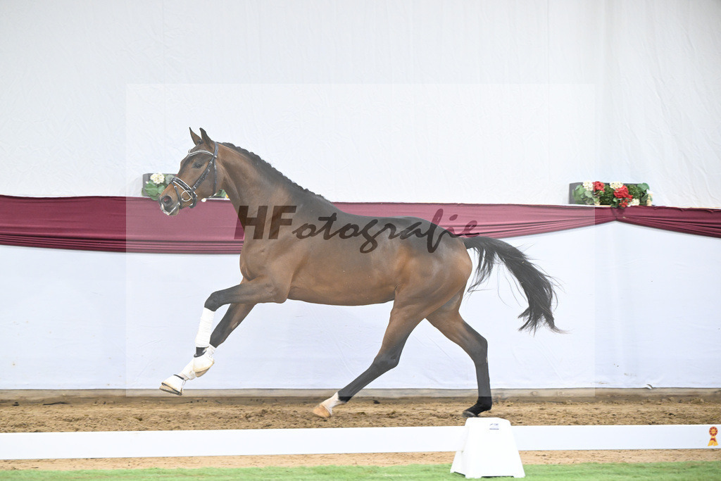 Kat-Nr. 26 Dynamic Dream x Le Mans_Kurt Fink_47250806 | hf-fotografie - Realisiert mit Pictrs.com