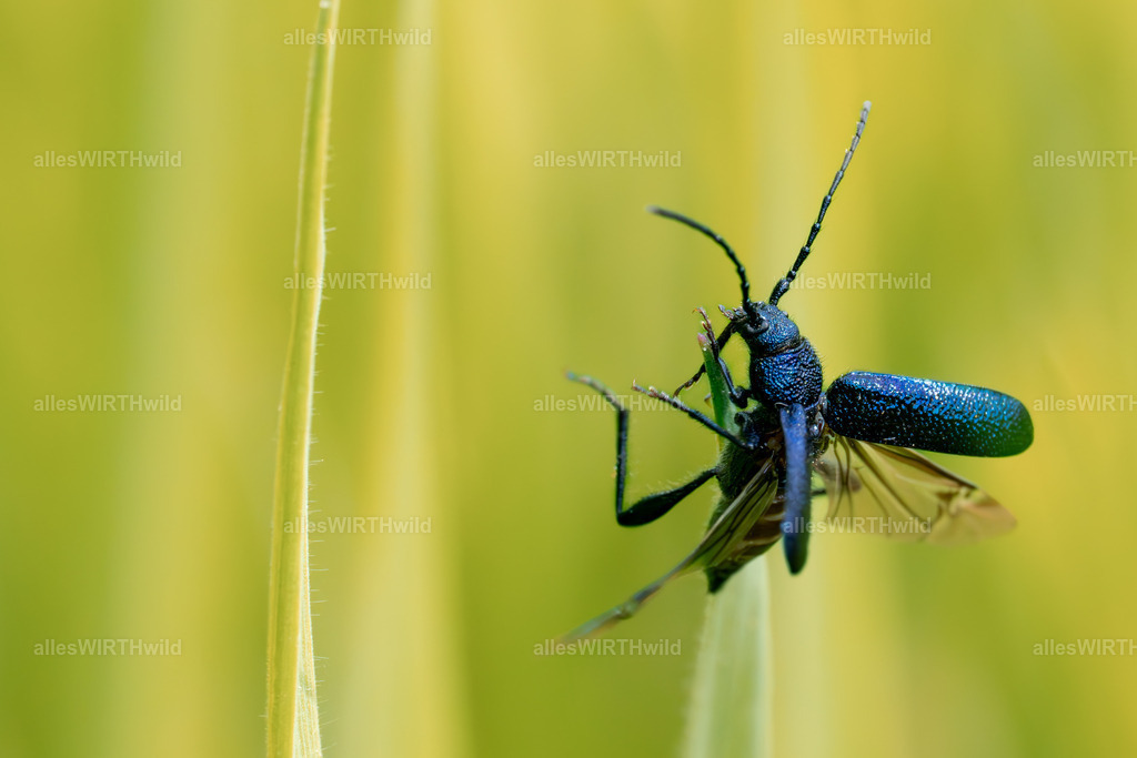 hoppla | Entdecke die faszinierende Welt der Natur- und Wildlife-Fotografie von Daniel und Bärbel. Inspirierende Bilder von wilden Tieren und kleinen Naturwundern.