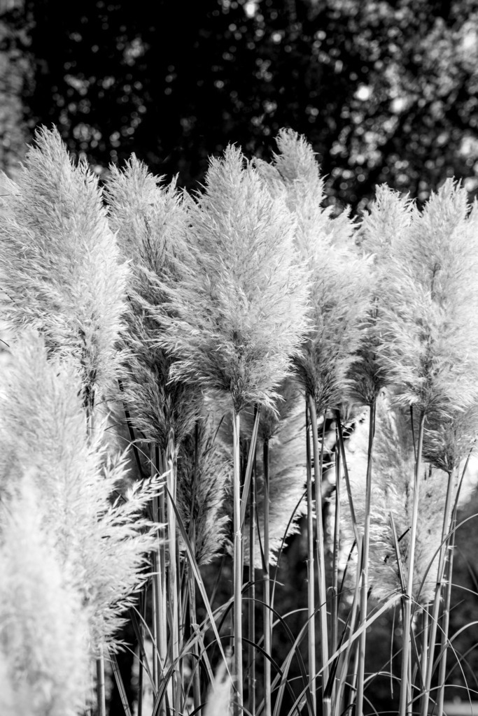 Pampasgras | fotografie-bernd-pfalzgraf - Realisiert mit Pictrs.com